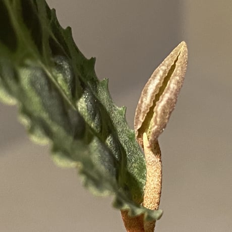 Labisia sp. from Riau sumatera [LA0815-01]