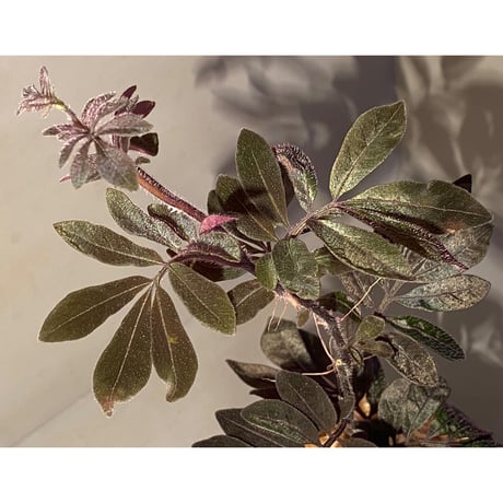 Solanum uleanum ②