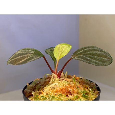 Homalomena sp. from Solok sumatera [LA0315-2]