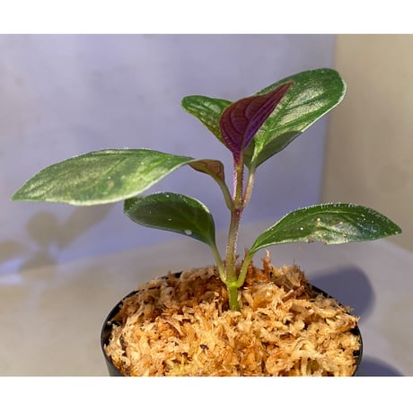 Cosmianthemum bullatum [LA0515-02]