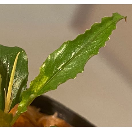 Schismatoglottis sp. "Dragon Tail" from Pangkalan Bun