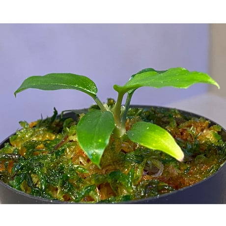 Homalomena sp. "Euclase" from Riau sumatera [LA0518-02]