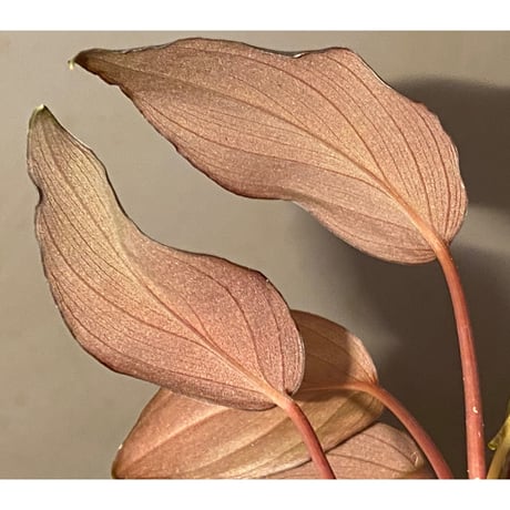 Homalomena sp."赤鉄鉱” from Kepulauan Riau [SGP import] KZT