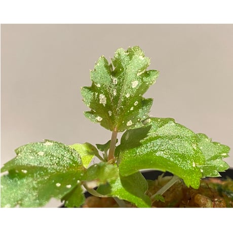 Begonia serratipetara from New Guinea