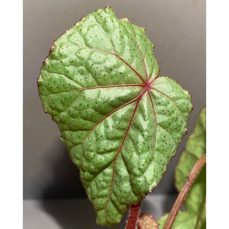 Begonia sp. from Na Hang ベトナム北部産 [TK]