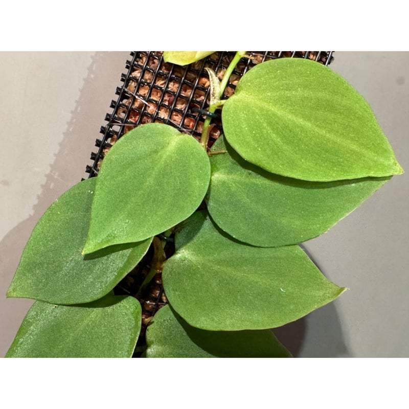 【tanakay便】Campyloneurum sp.Iquitos, Peru d3af544917dc739eac6cb48fec5738