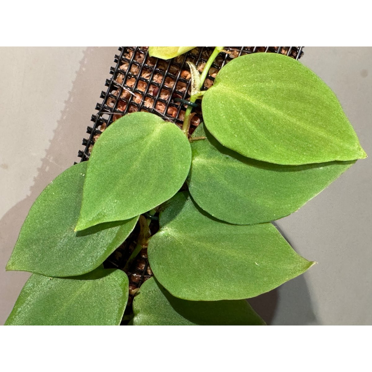 Philodendron sp. from Iquitos Peru [tanakay] |
