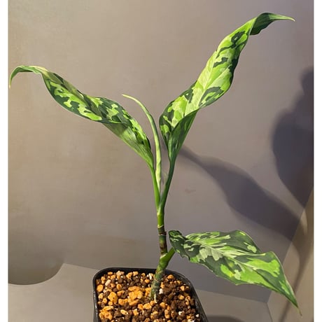 Aglaonema pictum "type EUREKA-7" from Pulau Nias [AZ0710-9]