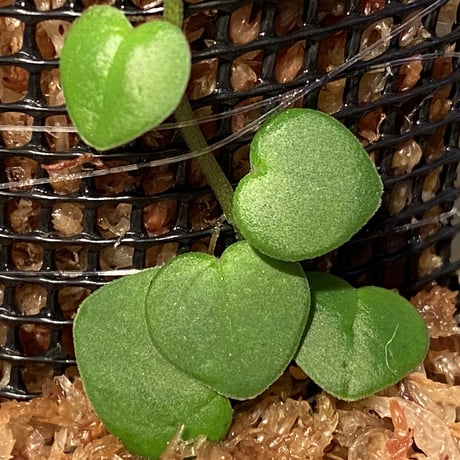 Peperomia sp. from Choco Colombia [tanakay]