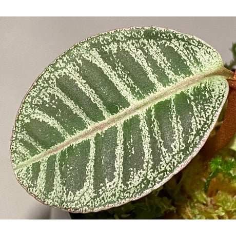 Labisia sp. from Riau sumatera