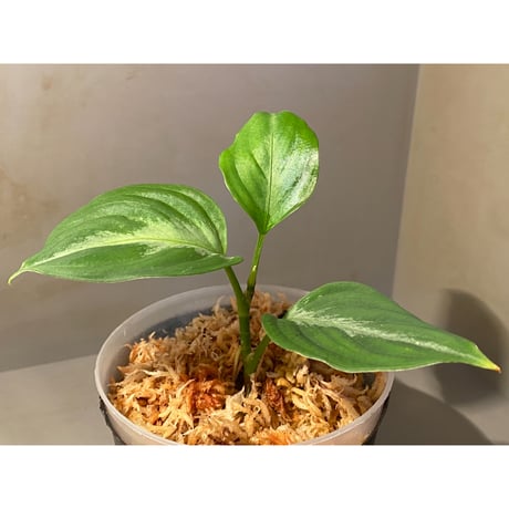 Aglaonema pictum FW1311 from "Padang Aro" [TB]