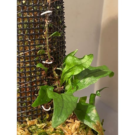 Microsorum sp. "Timika" Papua [TB]