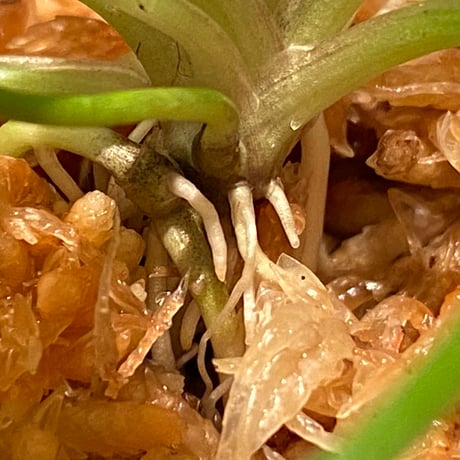 Cryptocoryne nurii "Lga-1" Pulau Lingga [HW0622-06]