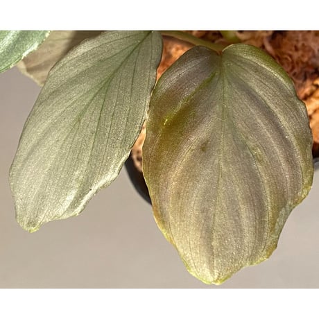 Homalomena sp. "赤銀×？" from West Java wf1 [Import] KZT