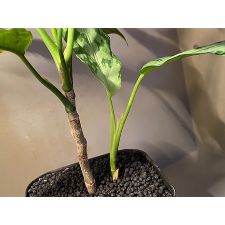 Aglaonema pictum from Aceh Sumatra [T-020219-b-1]
