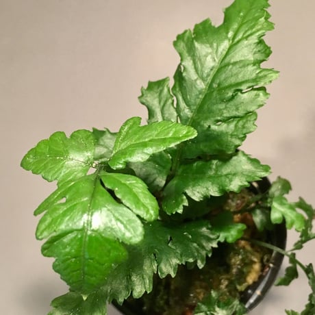 Bolbitis sp. from Siberut [LA]