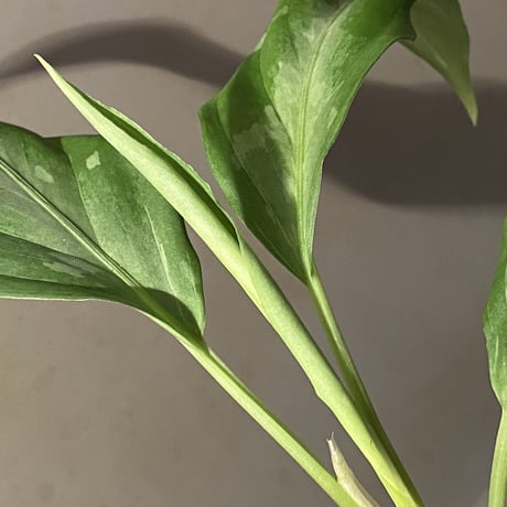 Aglaonema pictum A from Aceh sumatera [LA1115-03 i] ③