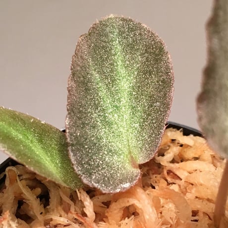 Begonia thelmae from Brazil