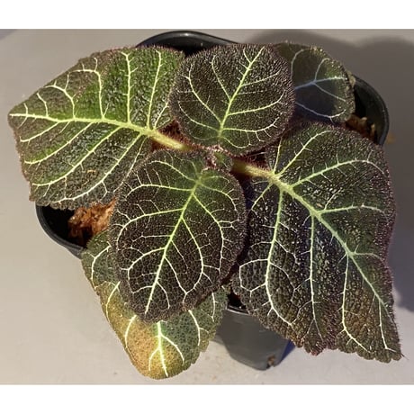 Pearcea hypocyrtiflora from Rio Napo Ecuador [tanakay] 白葉脈