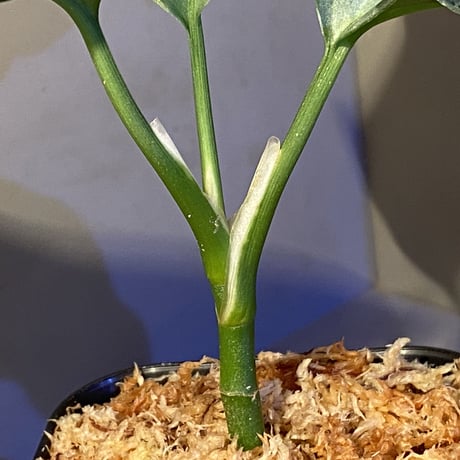 Aglaonema pictum A "しるば〜らいん" Aceh sumatera [LA0816-03j]