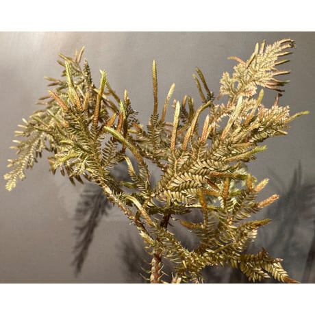 Selaginella sp. from Landak West Kalimantan