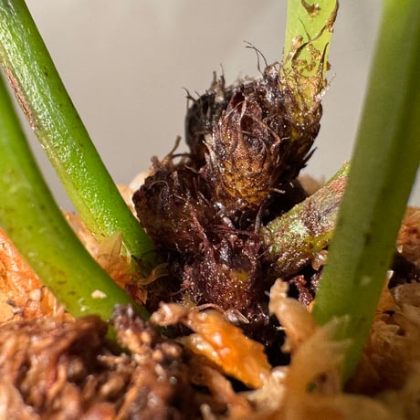 Antrophyum sp. from Aceh sumatera ①