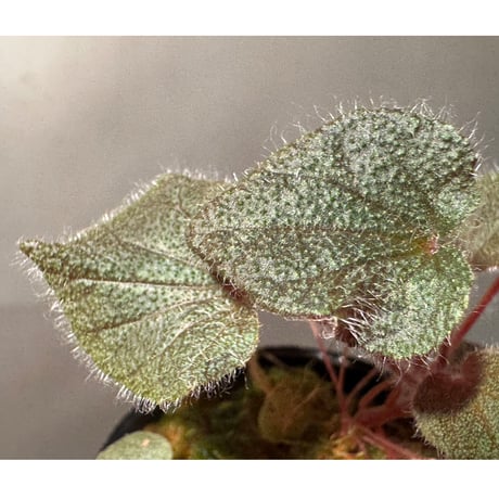 Sonerila dongnathamensis [LA]