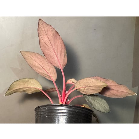 Homalomena sp. "Pink Velvet Long Leaf" from Kepulauan Riau