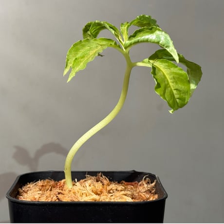 Amorphophallus pendulus from Kapuas hulu West Kalimantan