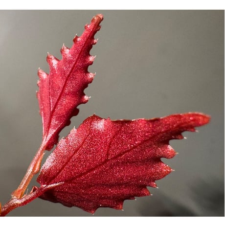 Begonia sp. ぼっち株 from Julau [R1214-01b]