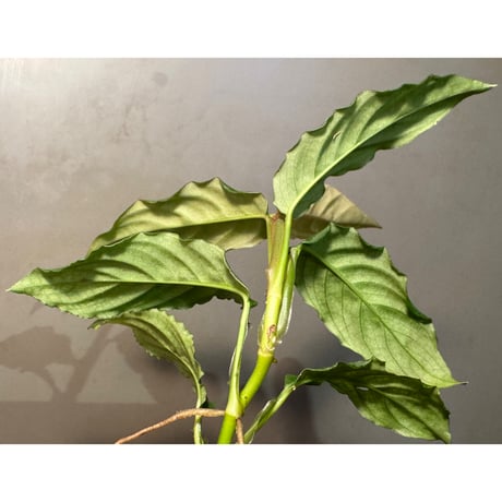 Unknown from Iquitos Peru [tanakay]