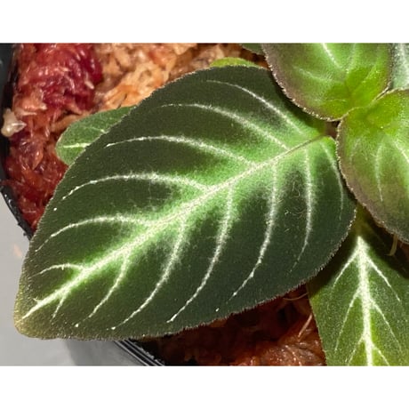 Gesneriaceae gen. from Kalimantan Barat