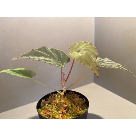 Begonia pavonina from Malaysia