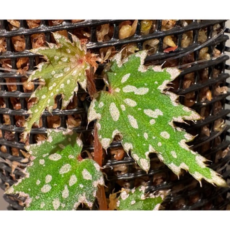 Begonia sp. from Luzon Aurora Philippines 標高500m付近　[KSB]