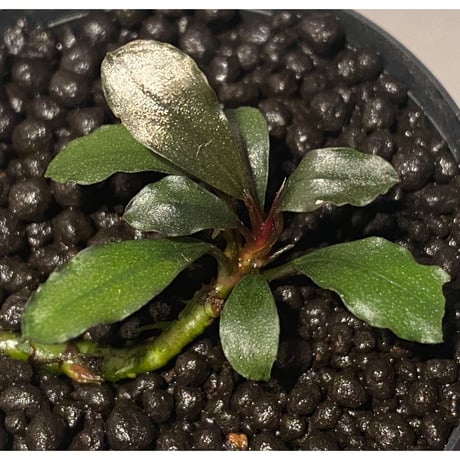 Bucephalandra  sp. "HB No9" from Kalimantan barat [AZ0420-13] ①