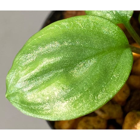 Homalomena sp. "Shirogane" SGP from Pulau Linga [HW1017-XX]　本タグ付き