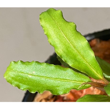 Bucephalandra sp. from Sintang kayu lapis type2 [LA 2011年]