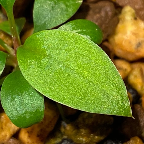 Homalomena sp. from Padang sumatera [LA0117-02]
