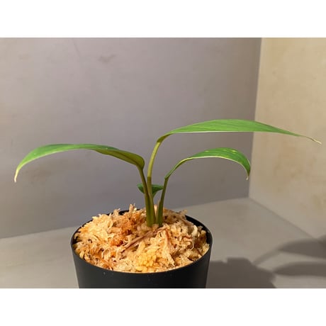 Homalomena sp. from Kuala Balah [TK270316]