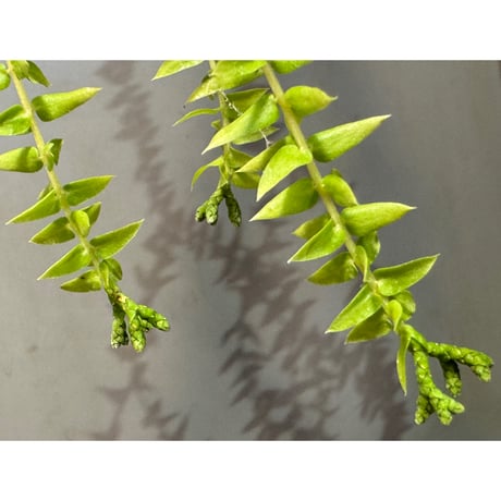 Phlegmariurus phlegmaria