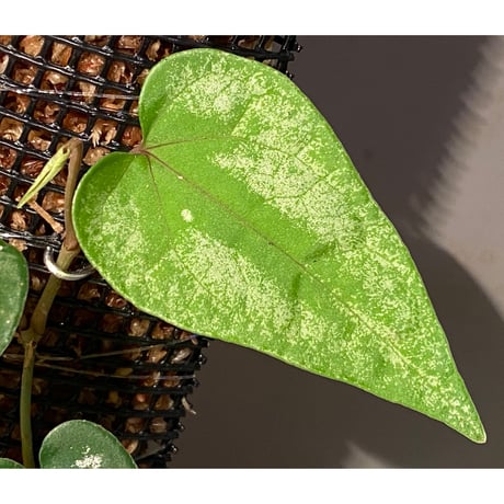 Piper sp. from Prachuap Khiri Khan Thailand