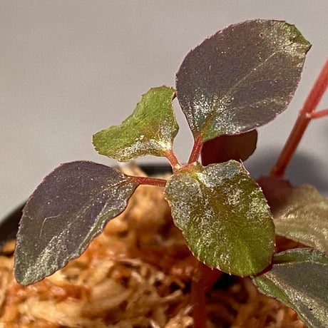 Melastoma sp. from Sibolga