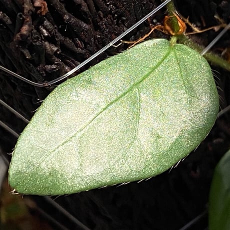 Ficus sp. from Murung raya [LA0515-05]