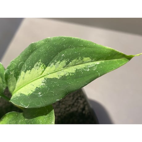 Aglaonema pictum"マジシャンズグリーン”1st campur from Sumatra Barat【AZ0512-X】