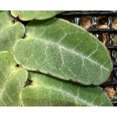 Marcgravia sp. from Iquitos Peru [tanakay]