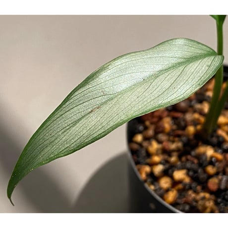 Homalomena sp. White leaf from "Pendang" Kal tengah [TB]