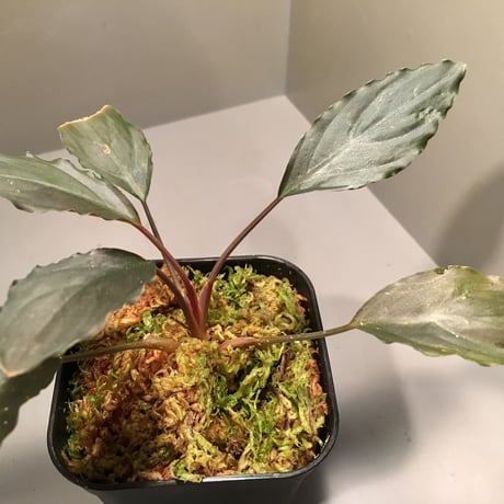 Homalomena sp. from Sarawak