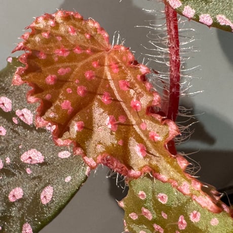 Begonia sp. "Muara Wahau" Kutai timur Kalimantan timur [TB]