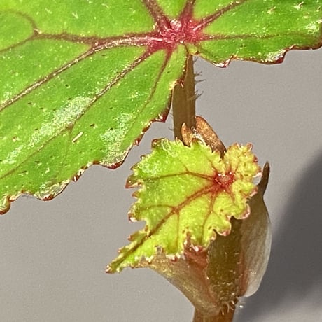 Begonia sp. from North Toraja [S0919-02] 伊藤蟻植物農園