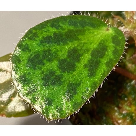 Begonia blancii